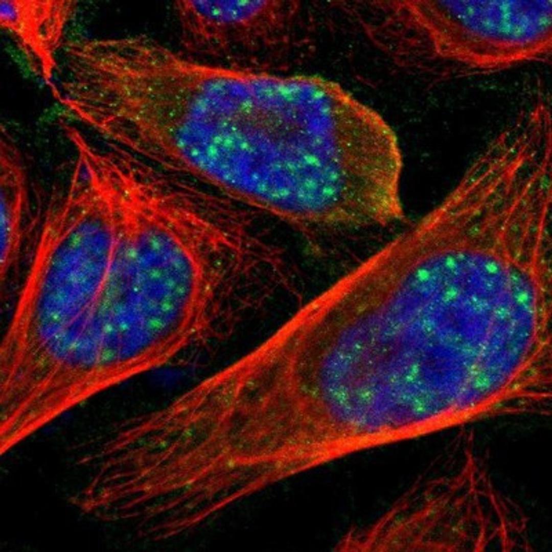 Immunocytochemistry/Immunofluorescence: GRHL2 Antibody [NBP1-88552] Staining of human cell line U-2 OS shows positivity in nucleus but not nucleoli.