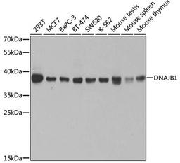 Western blot - DNAJB1 antibody (A5504)