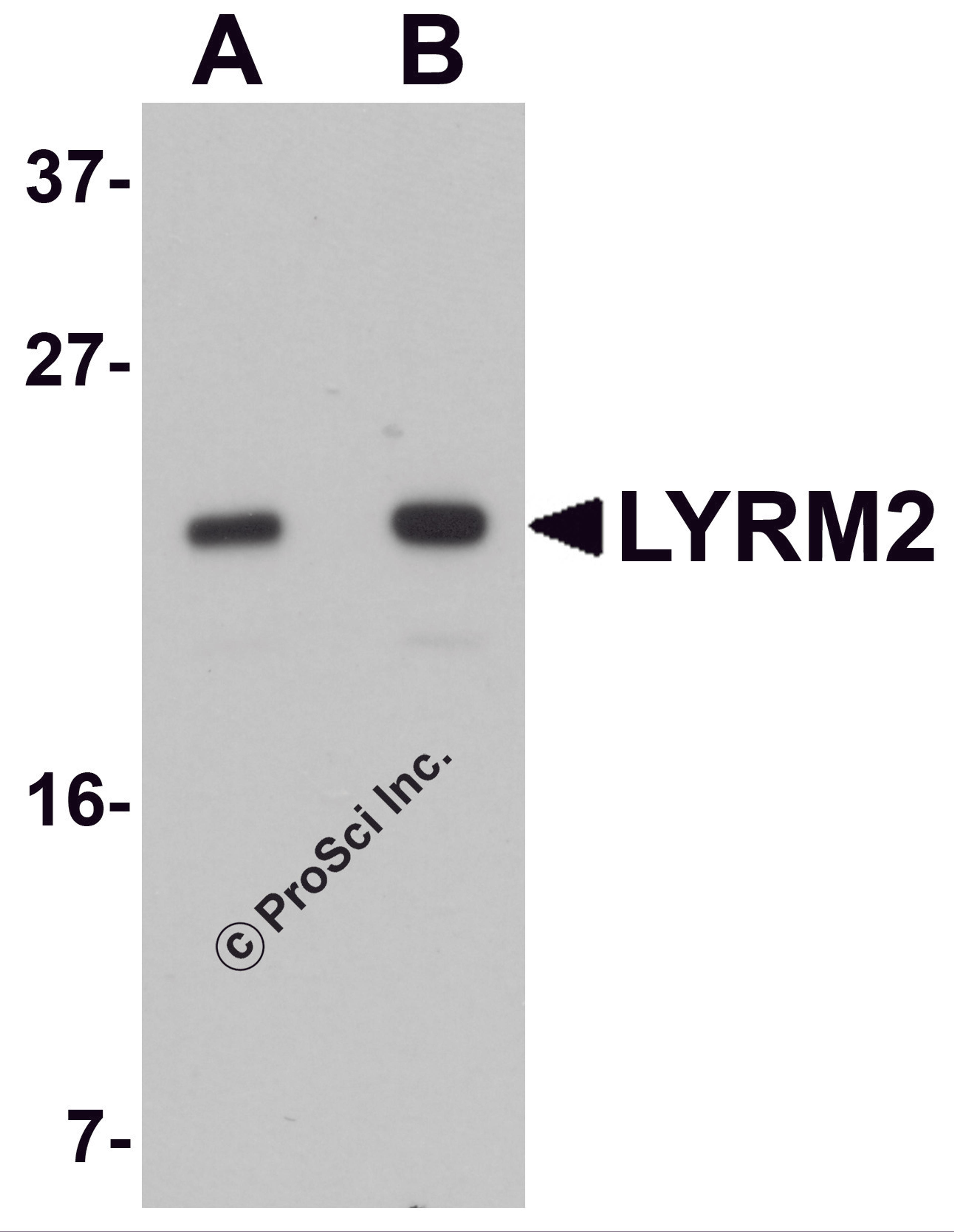 Western blot analysis of LYRM2 in A549 cell lysate with LYRM2 antibody at (A) 1 and (B) 2 μg/mL.