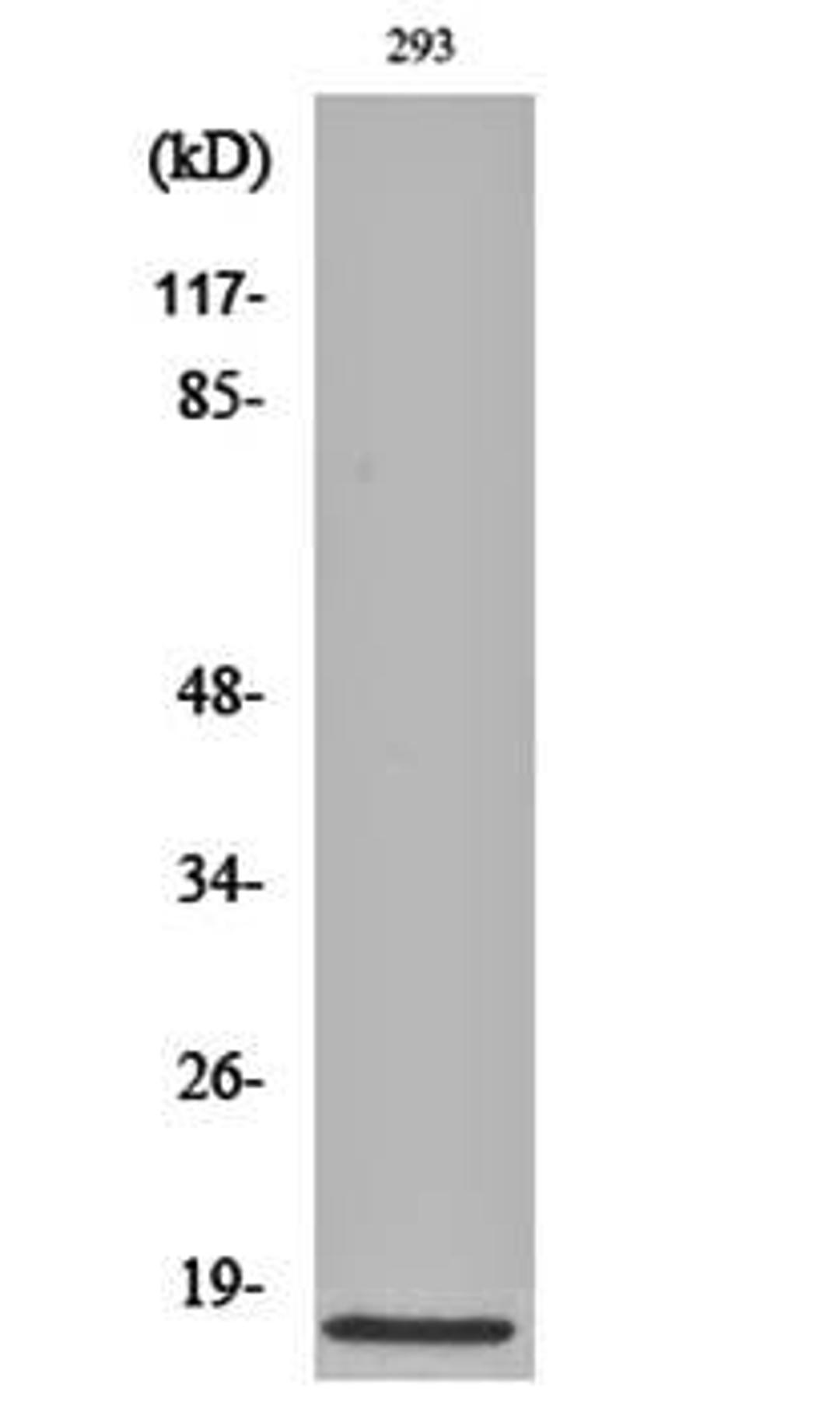 Western blot analysis of 293 cell lysates using Cleaved-Caspase-3 p17 (D175) antibody