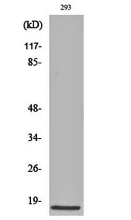 Western blot analysis of 293 cell lysates using Cleaved-Caspase-3 p17 (D175) antibody