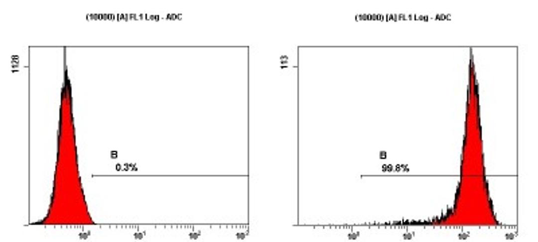 Flow Cytometry: SSEA-1 Antibody (MC-480) [NB100-1831] - Staining of NTERA-2 cells using NB100-1831 at a 1:50 dilution detected using Dylight-488 conjugated goat anti-mouse IgM secondary antibody.