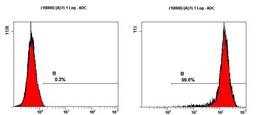 Flow Cytometry: SSEA-1 Antibody (MC-480) [NB100-1831] - Staining of NTERA-2 cells using NB100-1831 at a 1:50 dilution detected using Dylight-488 conjugated goat anti-mouse IgM secondary antibody.