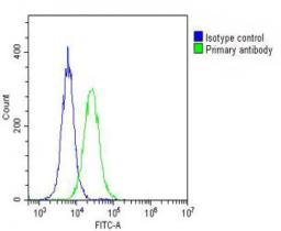 Overlay histogram showing Hela cells stained with Antibody (green line). The cells were fixed with 2% paraformaldehyde (10 min) and then permeabilized with 90% methanol for 10 min. The cells were then icubated in 2% bovine serum albumin to block non-speci