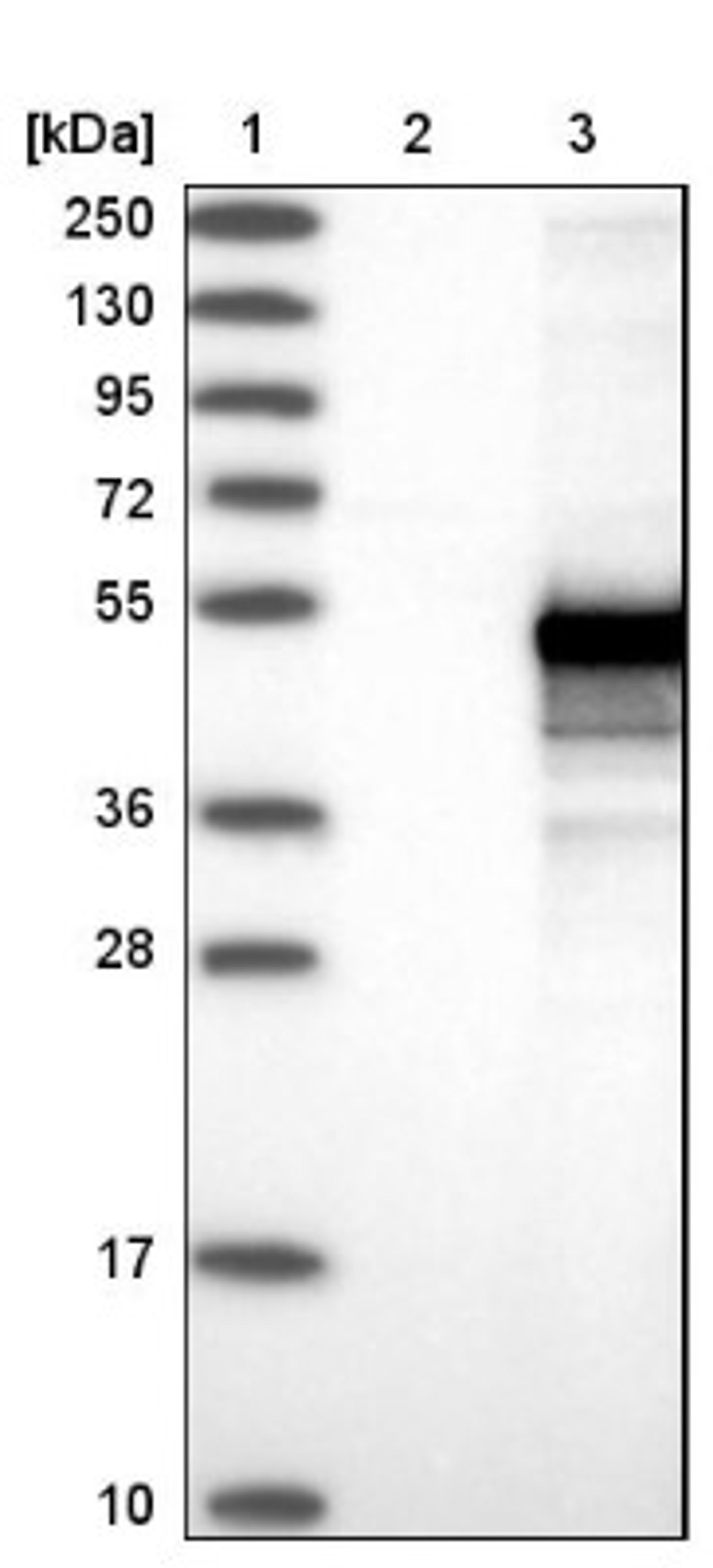 Western Blot: CCDC89 Antibody [NBP1-81940] - Lane 1: Marker [kDa] 250, 130, 95, 72, 55, 36, 28, 17, 10<br/>Lane 2: Negative control (vector only transfected HEK293T lysate)<br/>Lane 3: Over-expression lysate (Co-expressed with a C-terminal myc-DDK tag (~3.1 kDa) in mammalian HEK293T cells, LY407343)