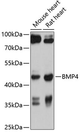 Western blot - BMP4 antibody (A1565)