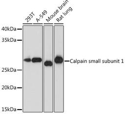 Western blot - Calpain small subunit 1 Rabbit mAb (A8859)