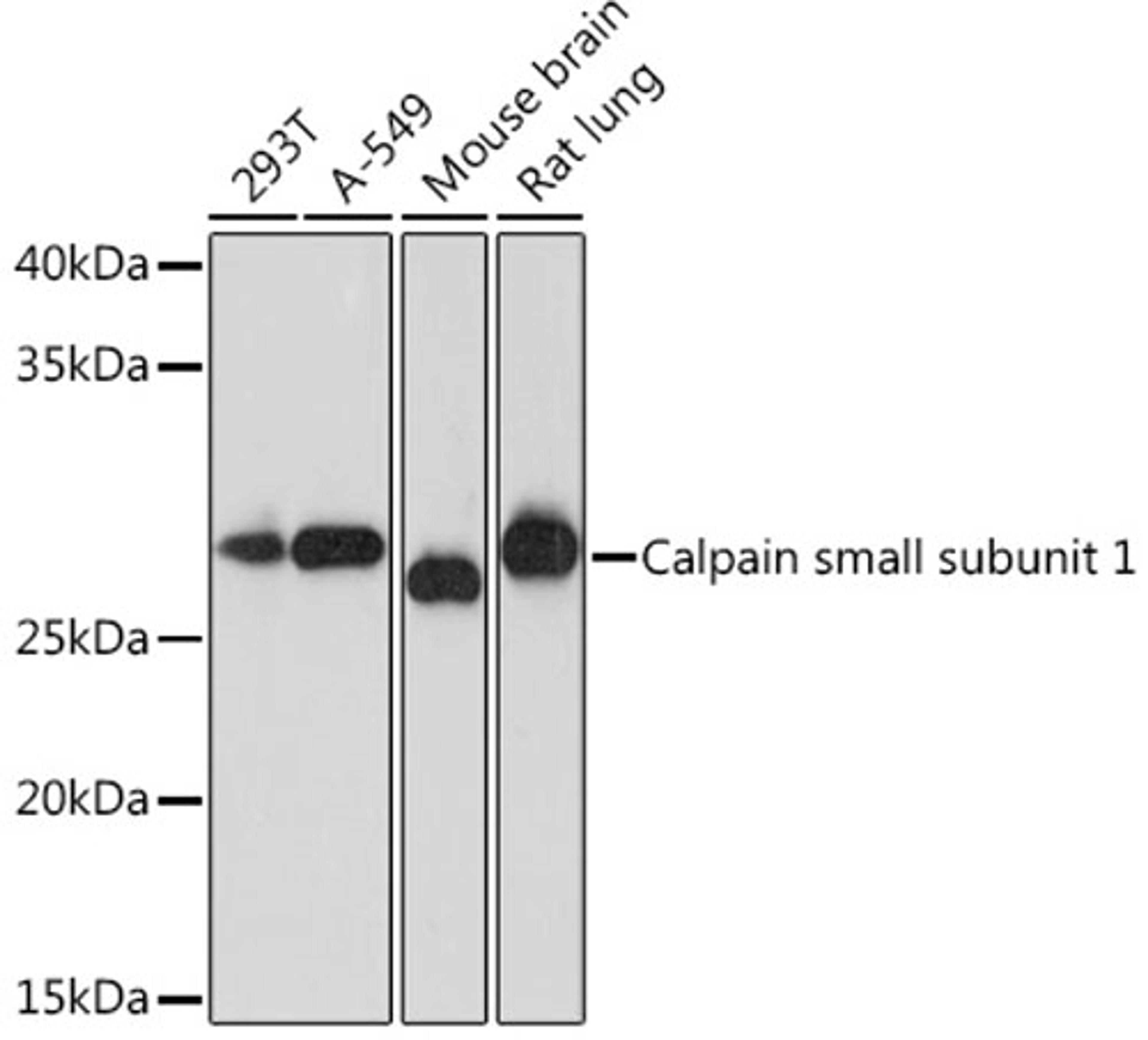 Western blot - Calpain small subunit 1 Rabbit mAb (A8859)