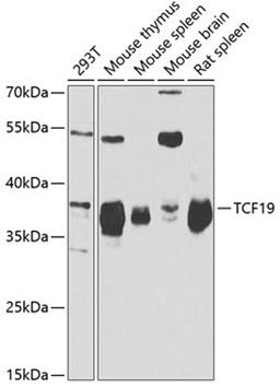 Western blot - TCF19 antibody (A6147)