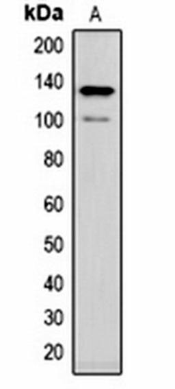 Western blot analysis of rat brain (Lane 1) whole cell lysates using CACNA2D1 antibody