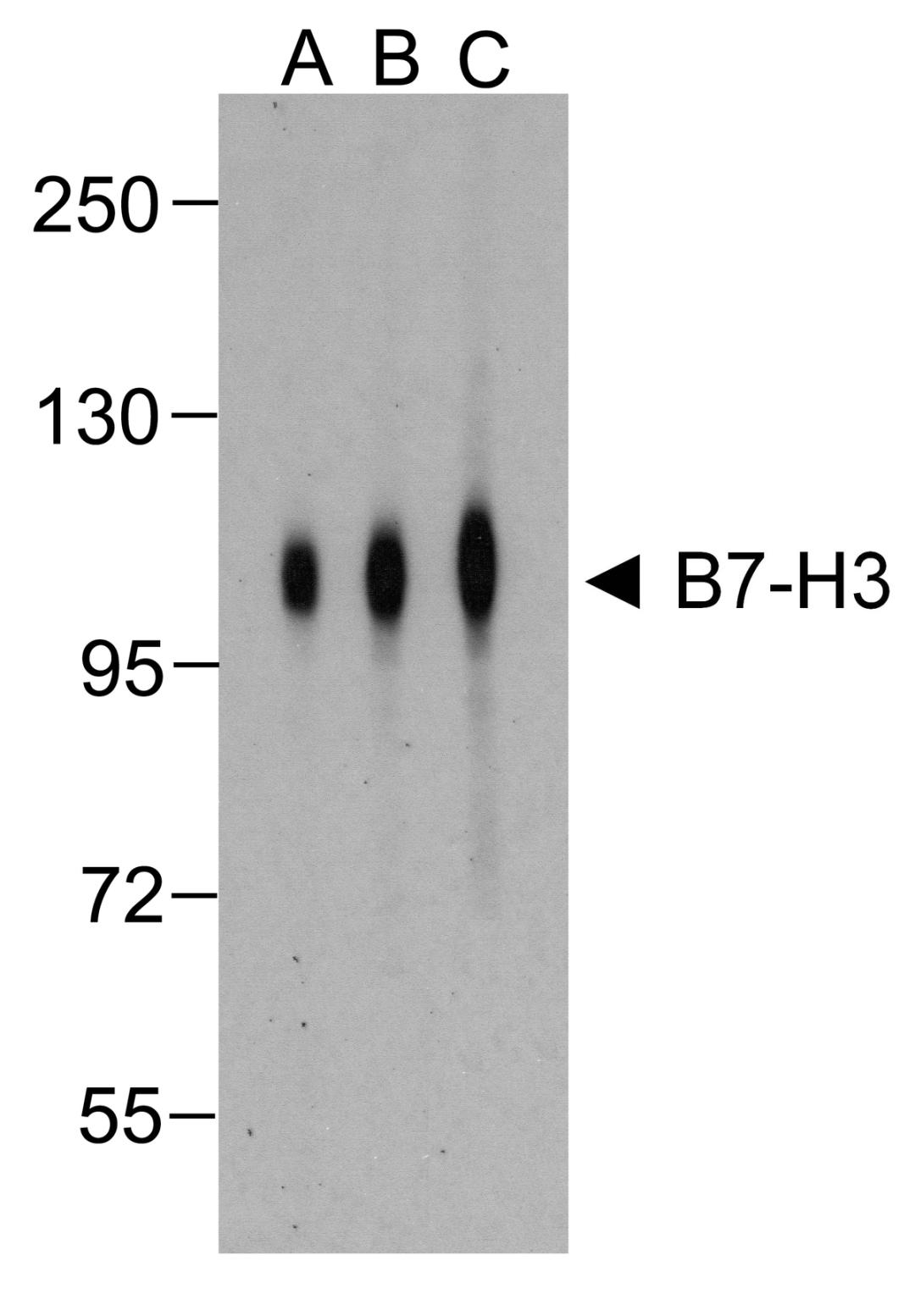 Western blot analysis of B7-H3 in HEK293 cells using B7-H3 antibody at (A) 0.25 (B) 0.5 and (C) 1 &#956;g/ml. 