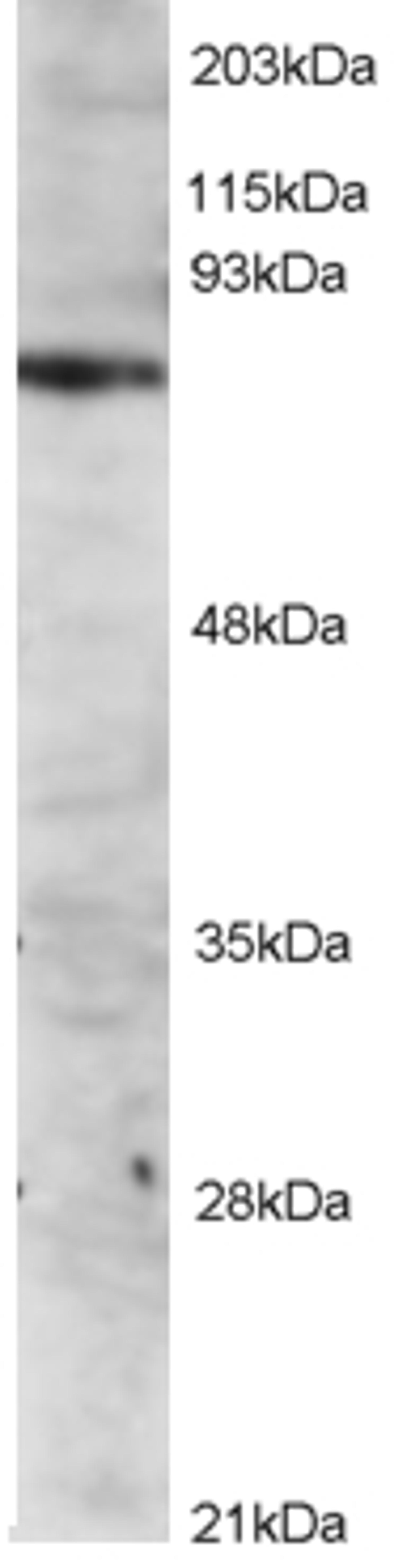 45-784 staining (2ug/ml) of Jurkat lysate (RIPA buffer, 1.4E+05 cells per lane). Primary incubated for 12 hour. Detected by western blot using chemiluminescence.