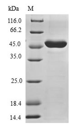(Tris-Glycine gel) Discontinuous SDS-PAGE (reduced) with 5% enrichment gel and 15% separation gel.