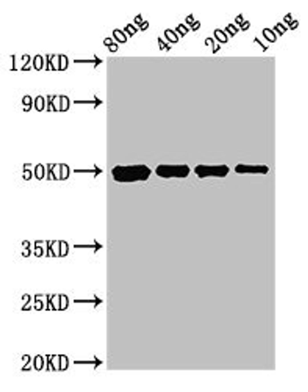 Western Blot. Positive WB detected in Recombinant protein. All lanes: cysP antibody at 3ug/ml. Secondary. Goat polyclonal to rabbit IgG at 1/50000 dilution. Predicted band size: 50 kDa. Observed band size: 50 kDa. 