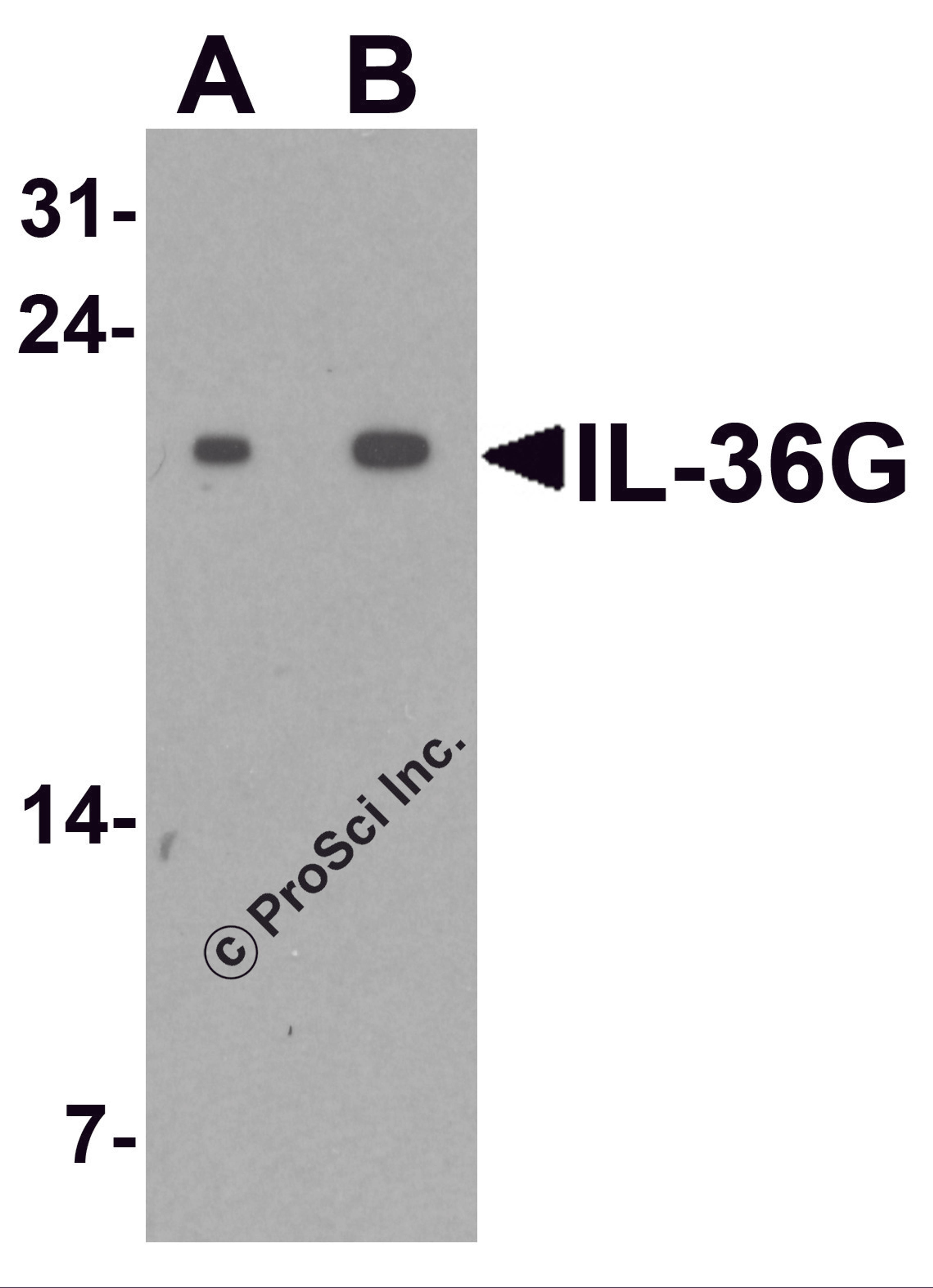 Western blot analysis of IL-36G in human spleen tissue lysate with IL-36G antibody at (A) 1 and (B) 2 μg/ml.