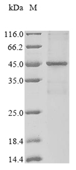 (Tris-Glycine gel) Discontinuous SDS-PAGE (reduced) with 5% enrichment gel and 15% separation gel.