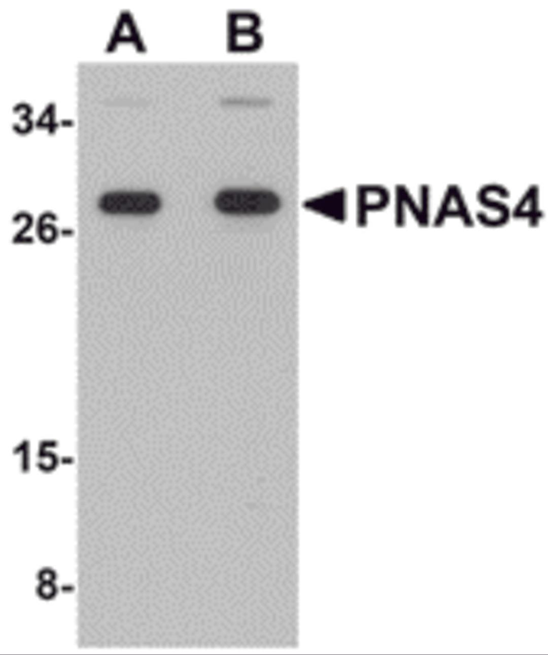 Western blot analysis of PNAS4 in EL4 cell lysate with PNAS4 antibody at (A) 1 and (B) 2 &#956;g/mL.