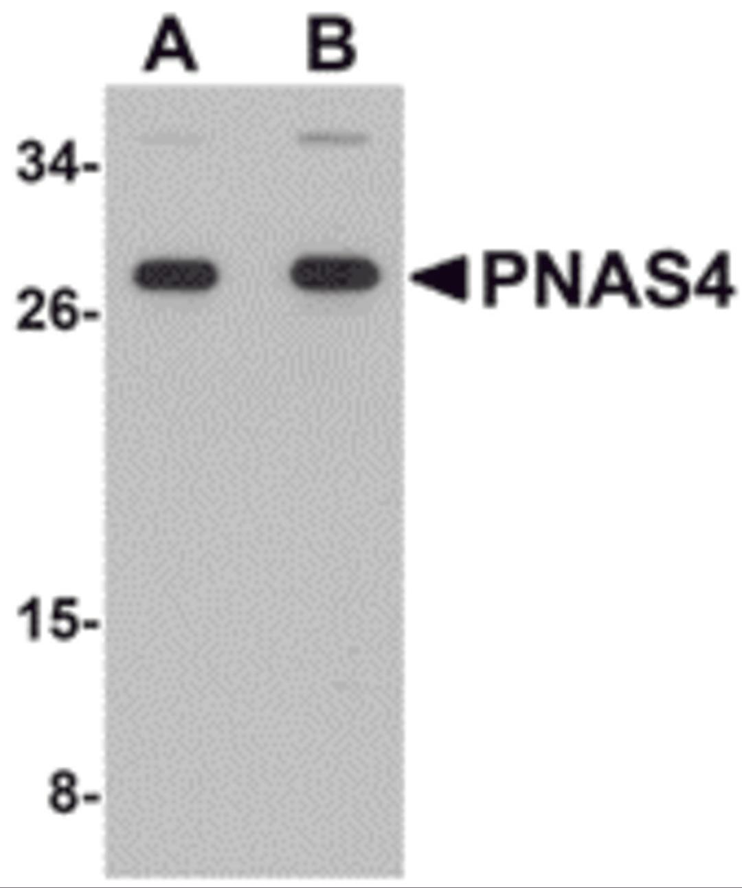 Western blot analysis of PNAS4 in EL4 cell lysate with PNAS4 antibody at (A) 1 and (B) 2 μg/mL.