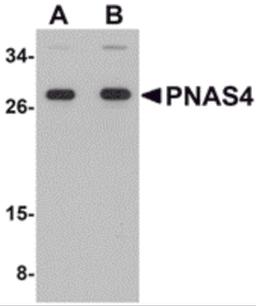 Western blot analysis of PNAS4 in EL4 cell lysate with PNAS4 antibody at (A) 1 and (B) 2 μg/mL.