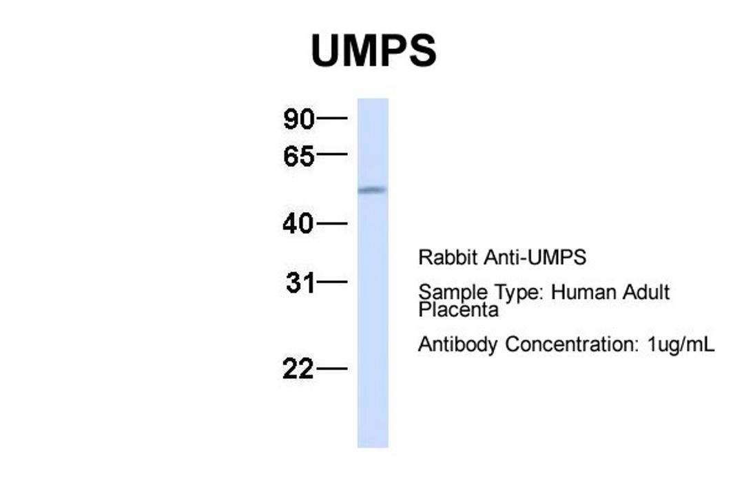 Antibody used in WB on Hum. Adult Placenta at 1 ug/ml.