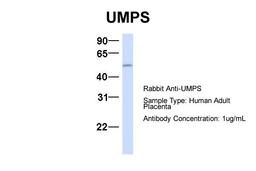 Antibody used in WB on Hum. Adult Placenta at 1 ug/ml.