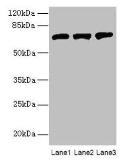 Western blot. All lanes: SWAP70 antibody at 10µg/ml. Lane 1: NIH/3T3 whole cell lysate. Lane 2: HepG2 whole cell lysate. Lane 3: Raji whole cell lysate. Secondary. Goat polyclonal to rabbit IgG at 1/10000 dilution. Predicted band size: 69 kDa. Observed band size: 69 kDa