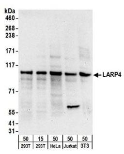 Detection of human and mouse LARP4 by western blot.