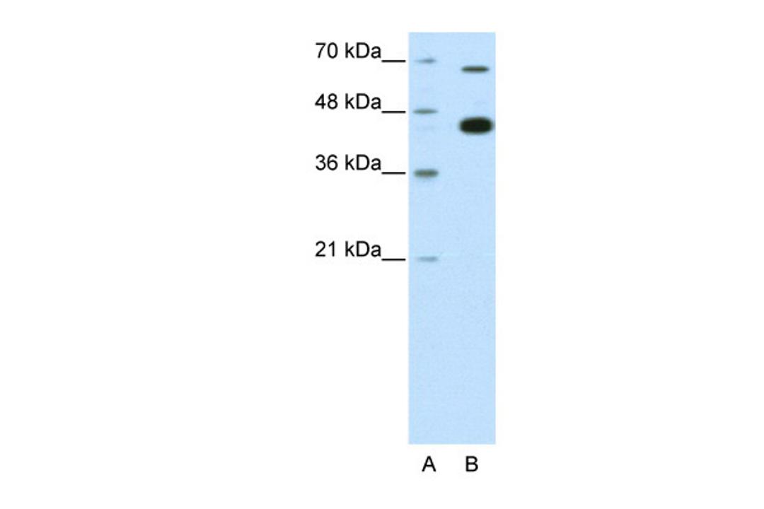 Antibody used in WB on Human HepG2 at 0.2-1 ug/ml.