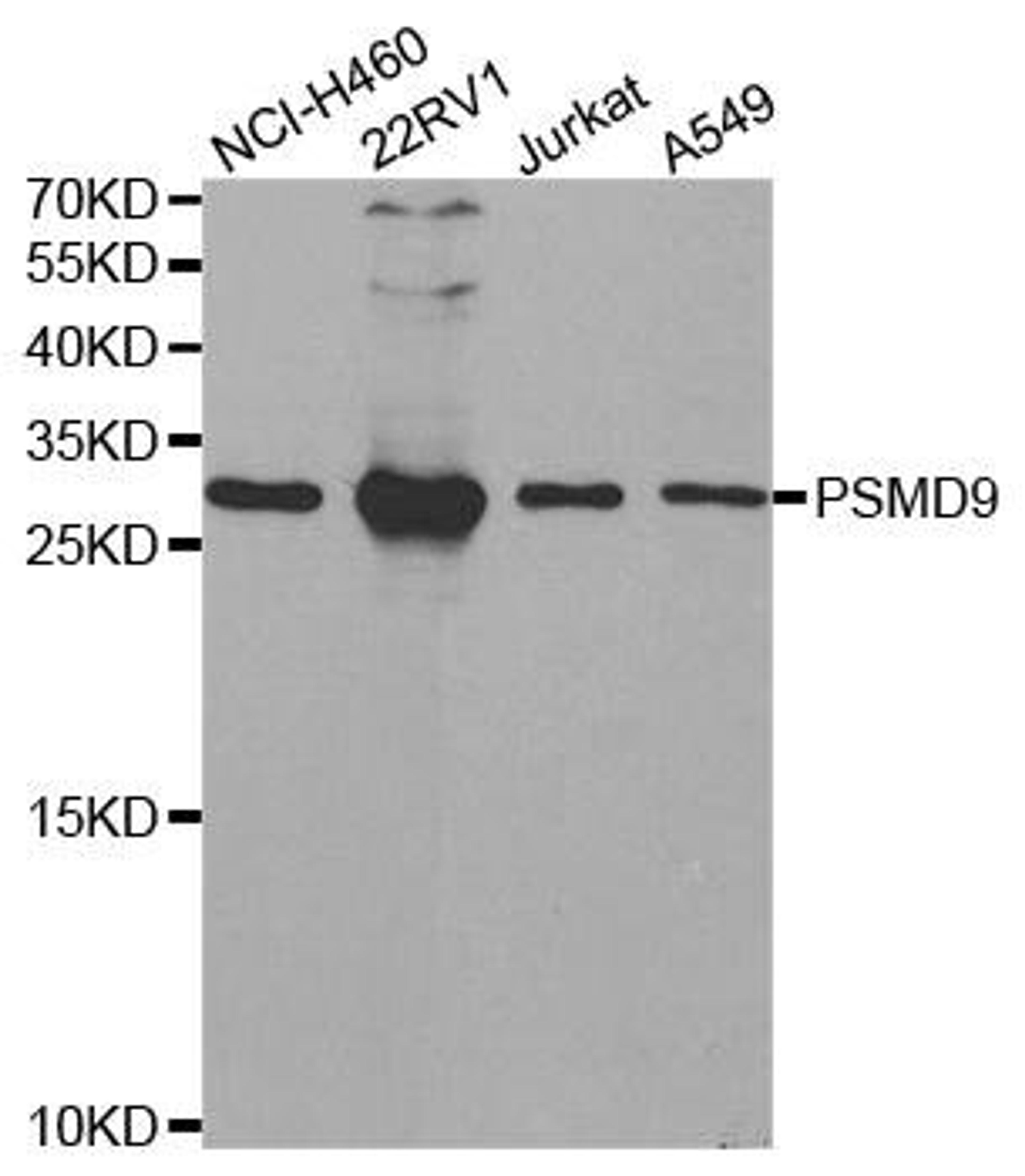 Western blot analysis of extracts of various cell lines using PSMD9 antibody