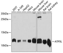 Western blot - ATP5L antibody (A9178)