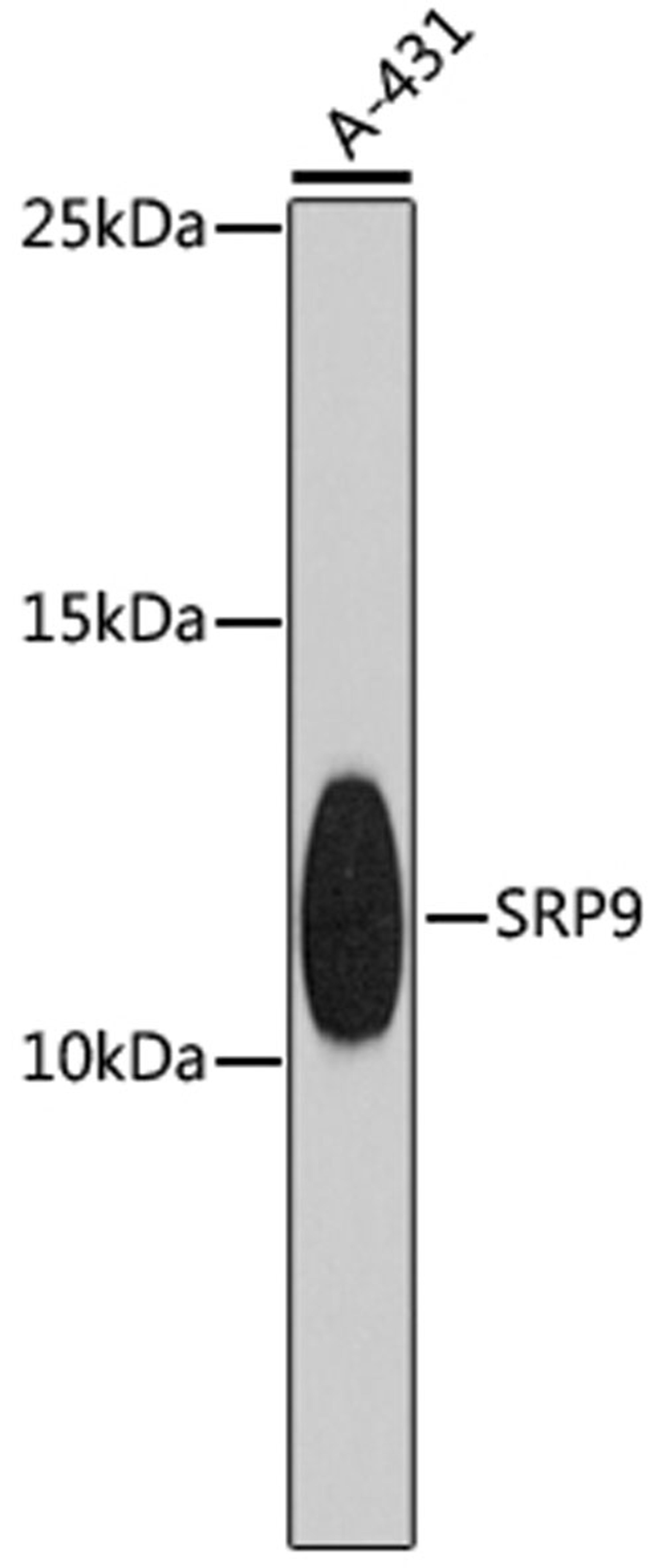 Western blot - SRP9 antibody (A4124)