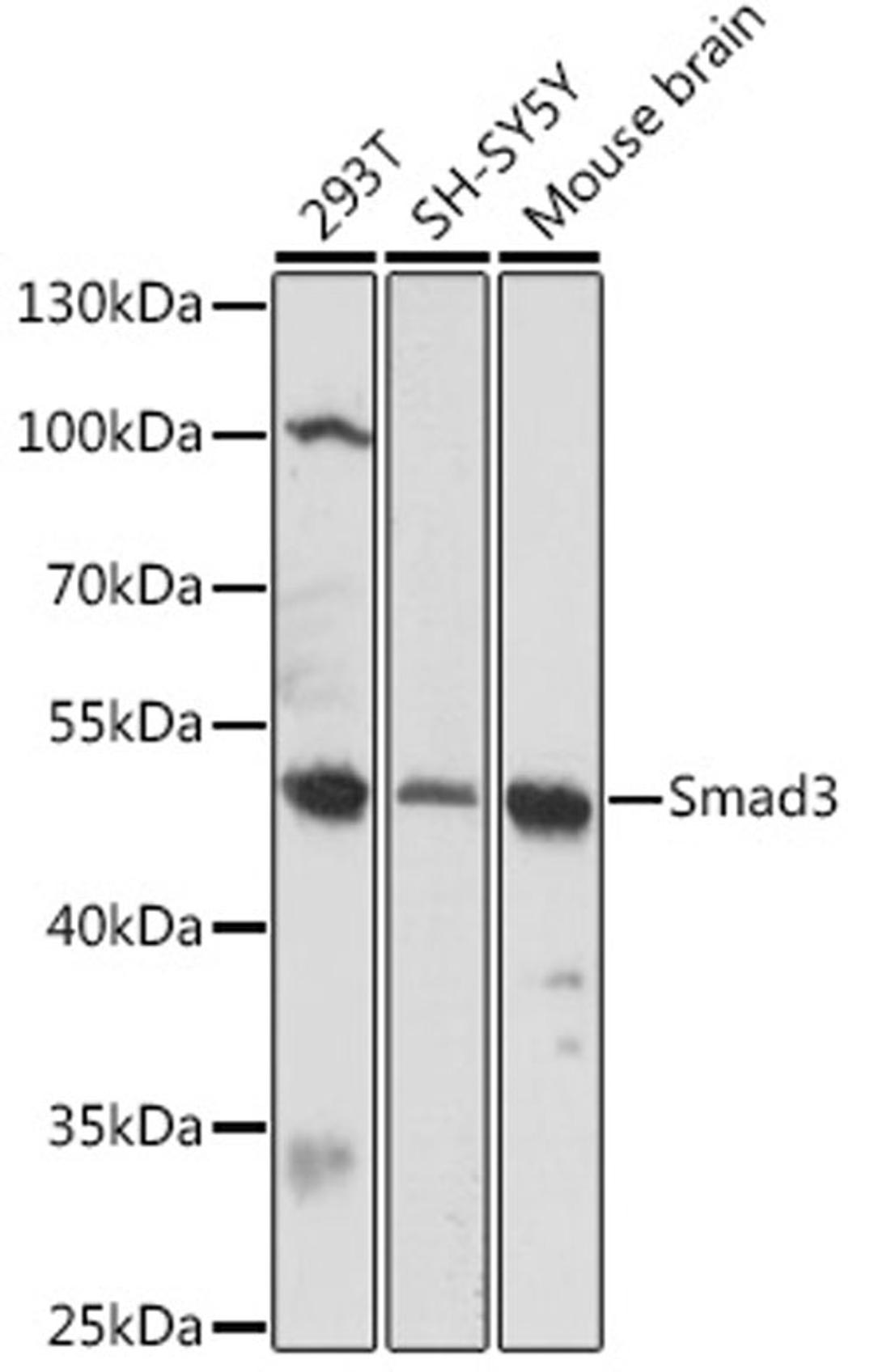 Western blot - Smad3 antibody (A16913)