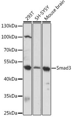 Western blot - Smad3 antibody (A16913)