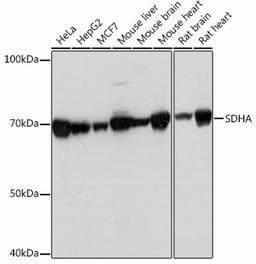 Western blot - SDHA Rabbit mAb (A13852)