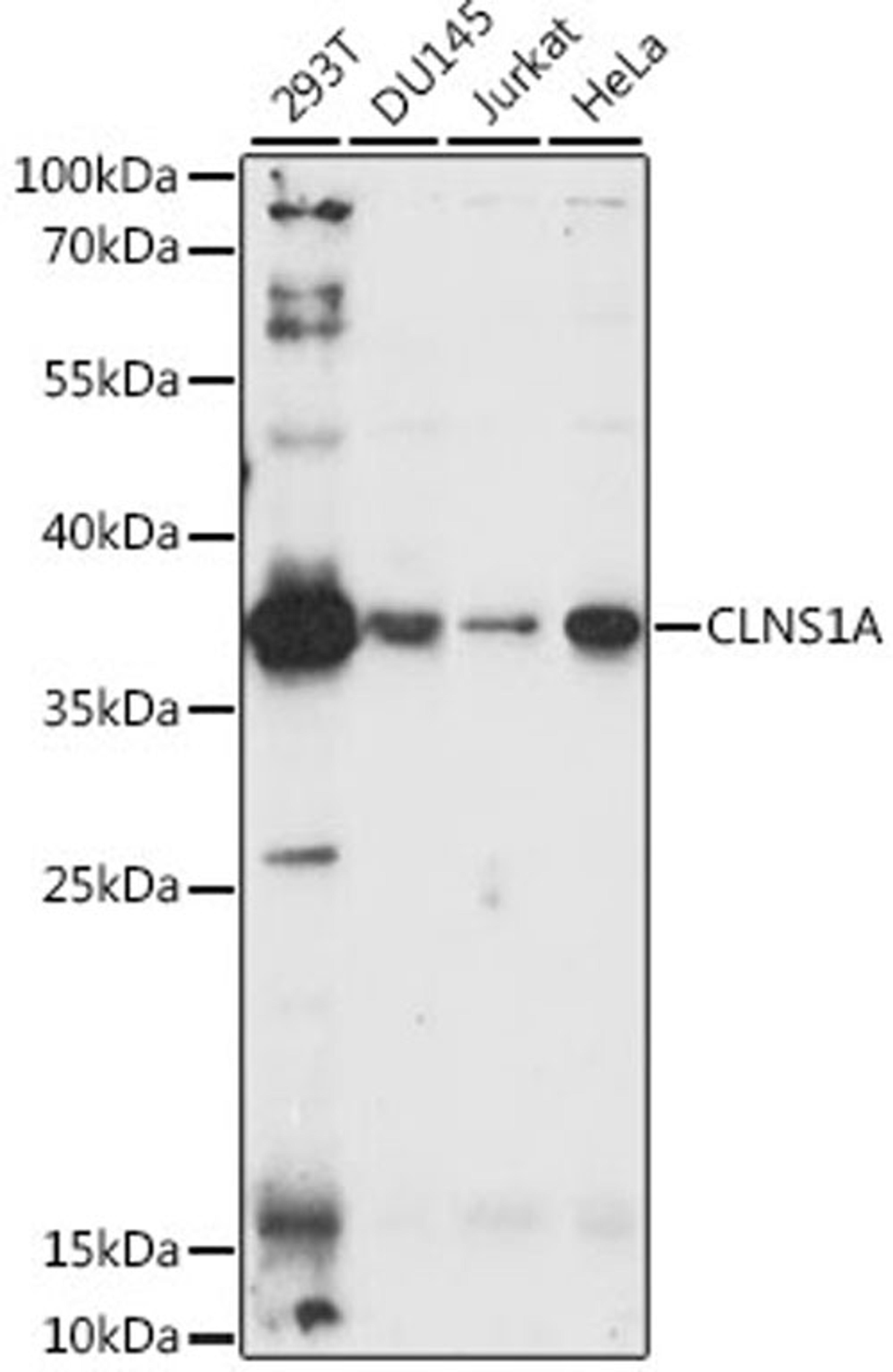 Western blot - CLNS1A antibody (A9739)