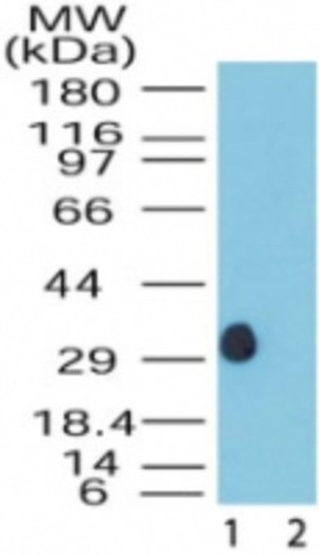 Western Blot: DUSP13 Antibody [NB100-56491] - Analysis of DUSP13 in human skeletal muscle lysate in the 1) absence and 2) presence of immunizing peptide using this antibody at 5 ug/ml.