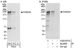 Detection of human FANCM by western blot and immunoprecipitation.