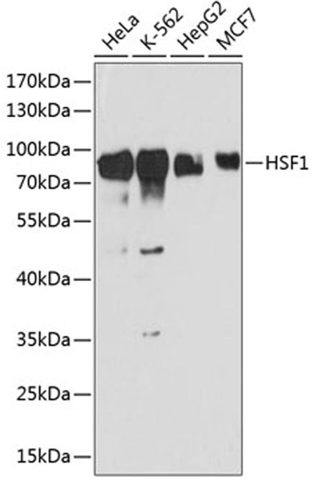 Western blot - HSF1 antibody (A13765)