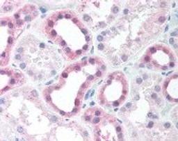 Immunohistochemistry staining of MAP2K4 in kidney tissue using MAP2K4 Antibody.