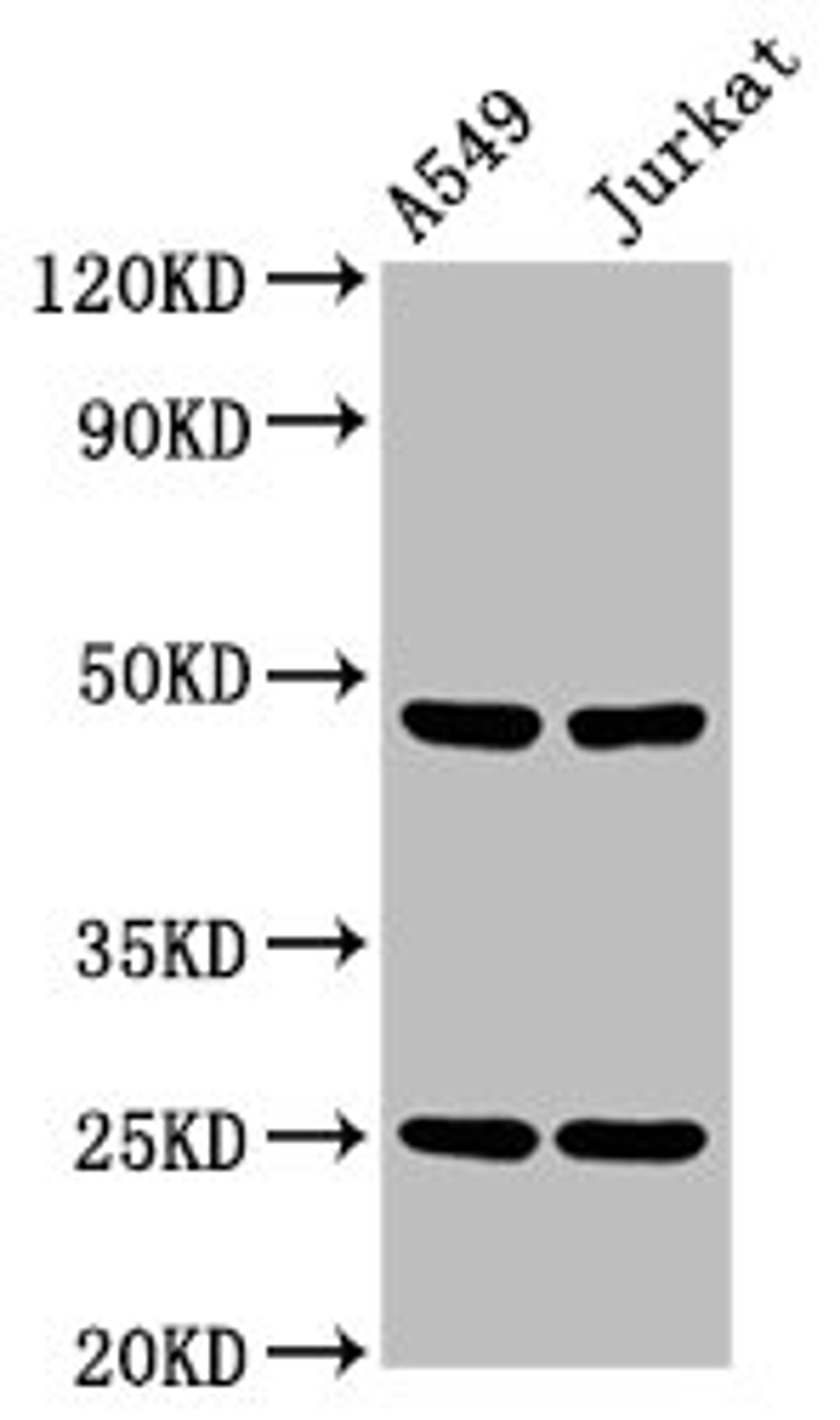 Western Blot. Positive WB detected in: A549 whole cell lysate, Jurkat whole cell lysate. All lanes: LILRA3 antibody at 4.2µg/ml. Secondary. Goat polyclonal to rabbit IgG at 1/50000 dilution. Predicted band size: 48, 41, 50 kDa. Observed band size: 48 kDa