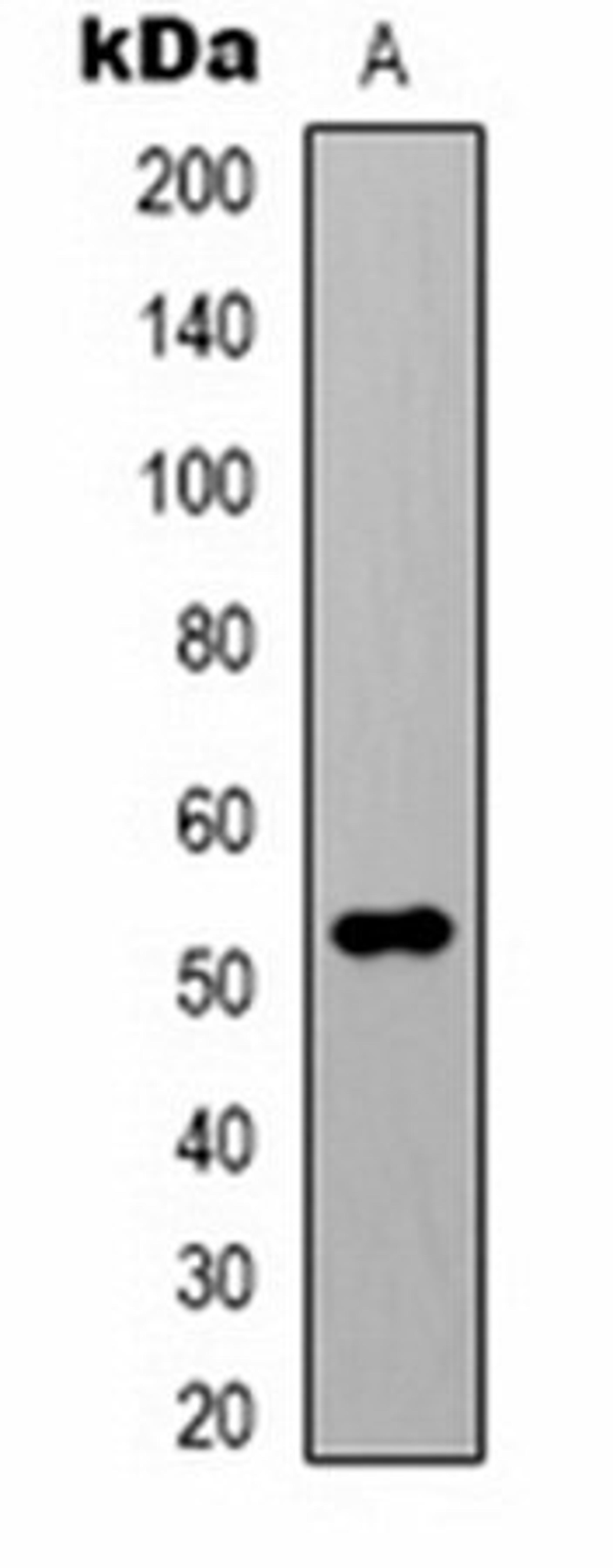 Western blot analysis of HeLa (Lane 1) whole cell lysates using Alpha-tubulin (AcK40) antibody