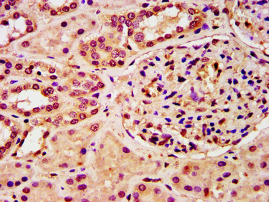 IHC image of CSB-PA010418OA28nphHU diluted at 1:10 and staining in paraffin-embedded human kidney tissue performed on a Leica BondTM system. After dewaxing and hydration, antigen retrieval was mediated by high pressure in a citrate buffer (pH 6.0). Section was blocked with 10% normal goat serum 30min at RT. Then primary antibody (1% BSA) was incubated at 4&deg;C overnight. The primary is detected by a biotinylated secondary antibody and visualized using an HRP conjugated SP system.