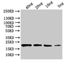 Western Blot. Positive WB detected in: recombinant protein. All lanes:ihfB Antibody at 1:1000. Secondary. Goat polyclonal to rabbit IgG at 1/50000 dilution. Predicted band size: 18 kDa. Observed band size: 20 kDa. 