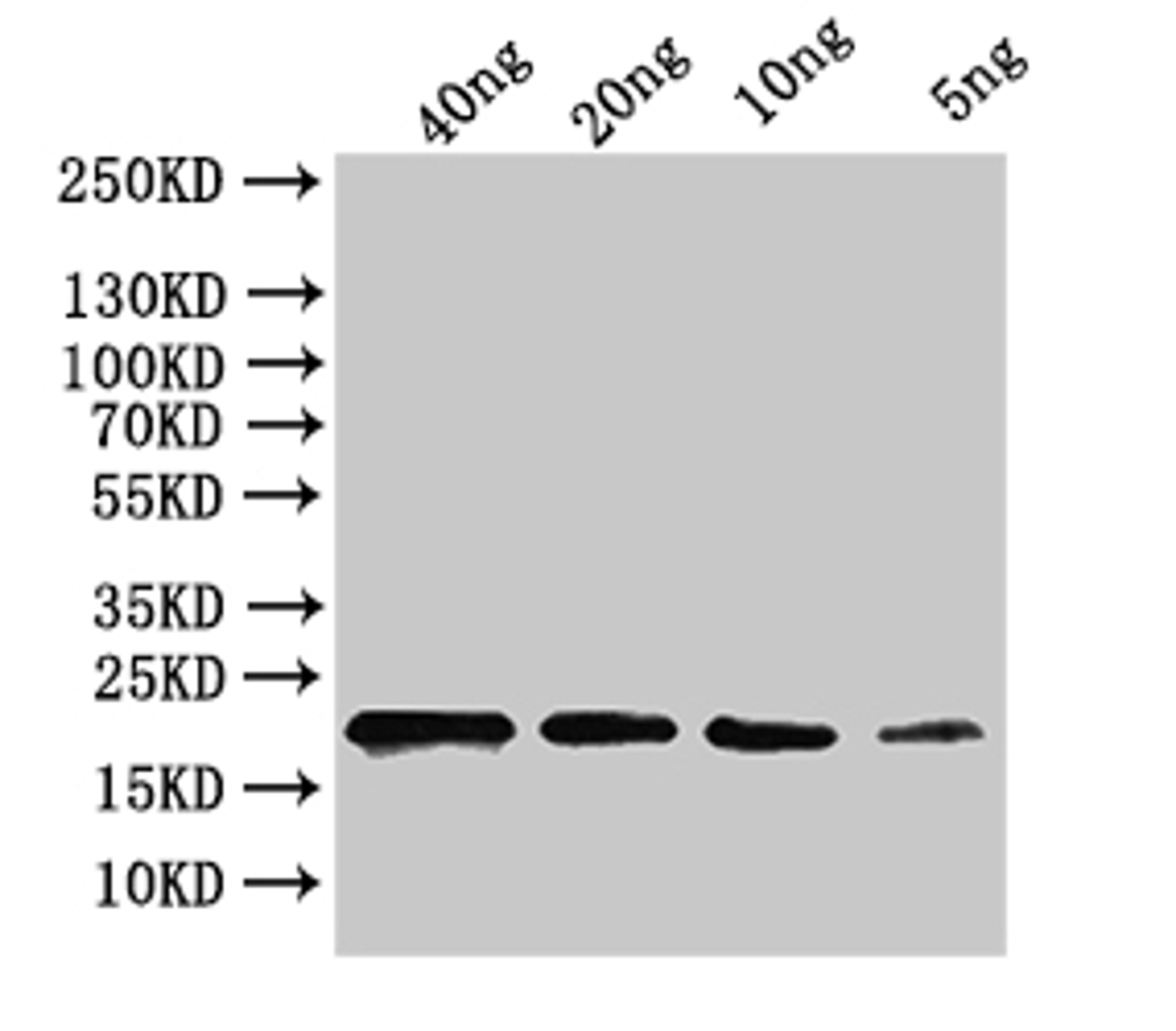 Western Blot. Positive WB detected in: recombinant protein. All lanes:ihfB Antibody at 1:1000. Secondary. Goat polyclonal to rabbit IgG at 1/50000 dilution. Predicted band size: 18 kDa. Observed band size: 20 kDa. 