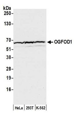 Detection of human OGFOD1 by WB.