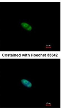 Immunocytochemistry/Immunofluorescence: ZNF148 Antibody [NBP2-20964] - Analysis of paraformaldehyde-fixed HeLa, using antibody at 1:500 dilution.