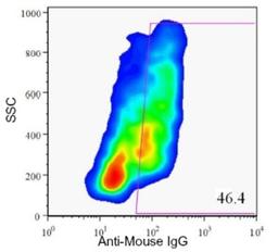 Flow Cytometry: HPi3 Antibody (HIC1-7H10) [NBP1-18947] - Analysis of enzyme dispersed human pancreas cells.