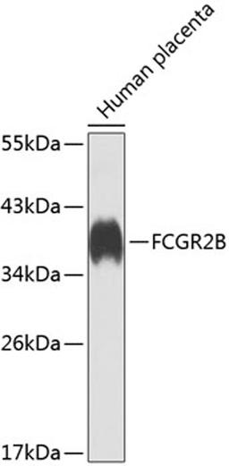 Western blot - FCGR2B antibody (A7554)