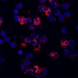 Immunocytochemistry/Immunofluorescence: CACNA1I Antibody [NBP1-30674] - Staining of a cytospin preparation of peripheral blood mononuclear cells (PBMC) isolated from buffycoat. Cells were left to air dry and then fixed with cold acetone (90 seconds) and blocked with PBS containing 1% FCS and 0.1% saponin (blocking buffer) for 20 minutes. Cells were then washed twice in PBS and incubated with Mouse monoclonal to human Cathelicidin (CAP-18, antibacterial protein LL-37, CAMP, CRAMP, FALL39): OSX12 clone at a concentration of 10 ug/ml. DAPI counterstained appearing in blue.  The antibody selectively recognizes polymorphonuclar cells.