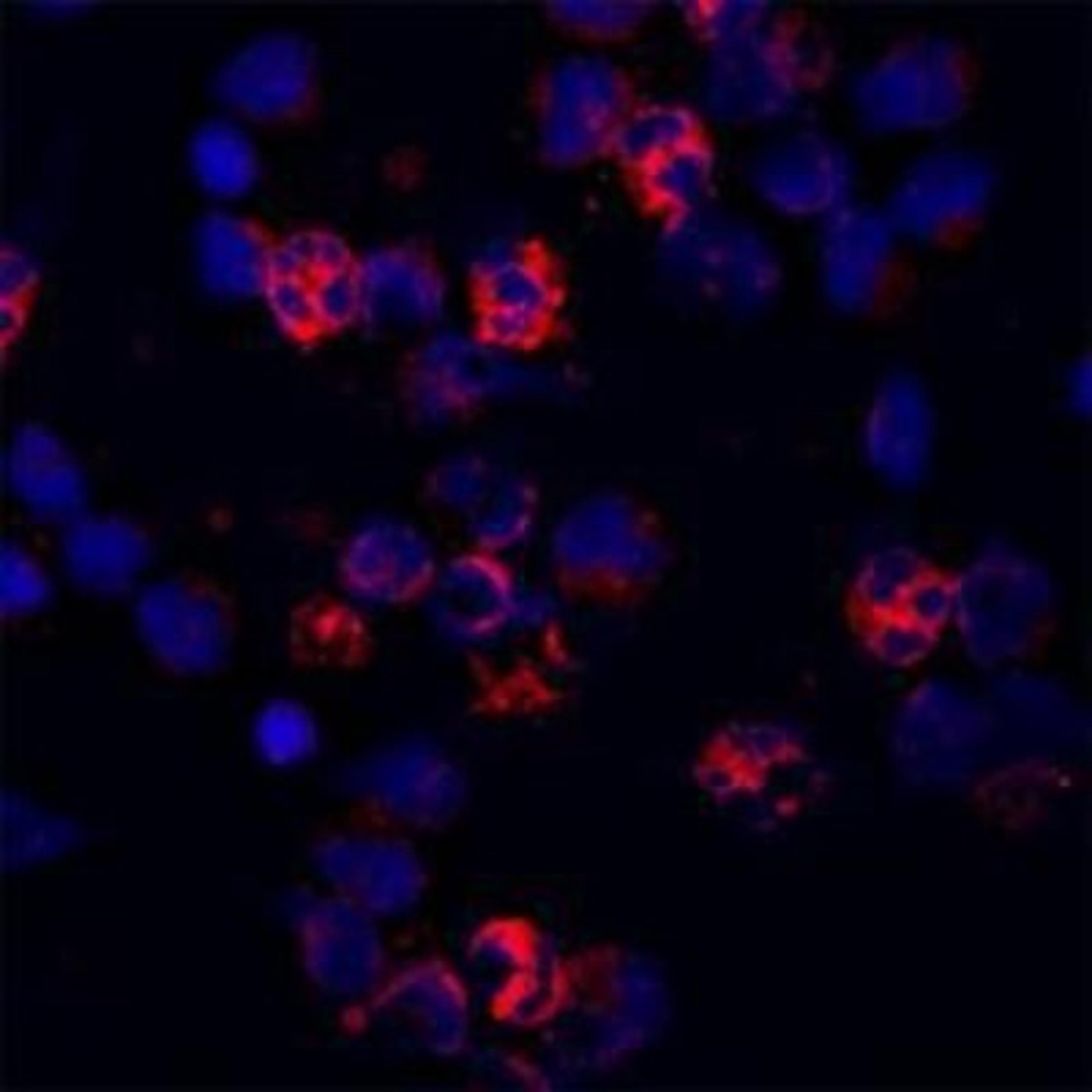 Immunocytochemistry/Immunofluorescence: CACNA1I Antibody [NBP1-30674] - Staining of a cytospin preparation of peripheral blood mononuclear cells (PBMC) isolated from buffycoat. Cells were left to air dry and then fixed with cold acetone (90 seconds) and blocked with PBS containing 1% FCS and 0.1% saponin (blocking buffer) for 20 minutes. Cells were then washed twice in PBS and incubated with Mouse monoclonal to human Cathelicidin (CAP-18, antibacterial protein LL-37, CAMP, CRAMP, FALL39): OSX12 clone at a concentration of 10 ug/ml. DAPI counterstained appearing in blue.  The antibody selectively recognizes polymorphonuclar cells.